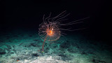 «La mayor disputa oceánica del mundo» unirá a la humanidad en la protección de los fondos marinos