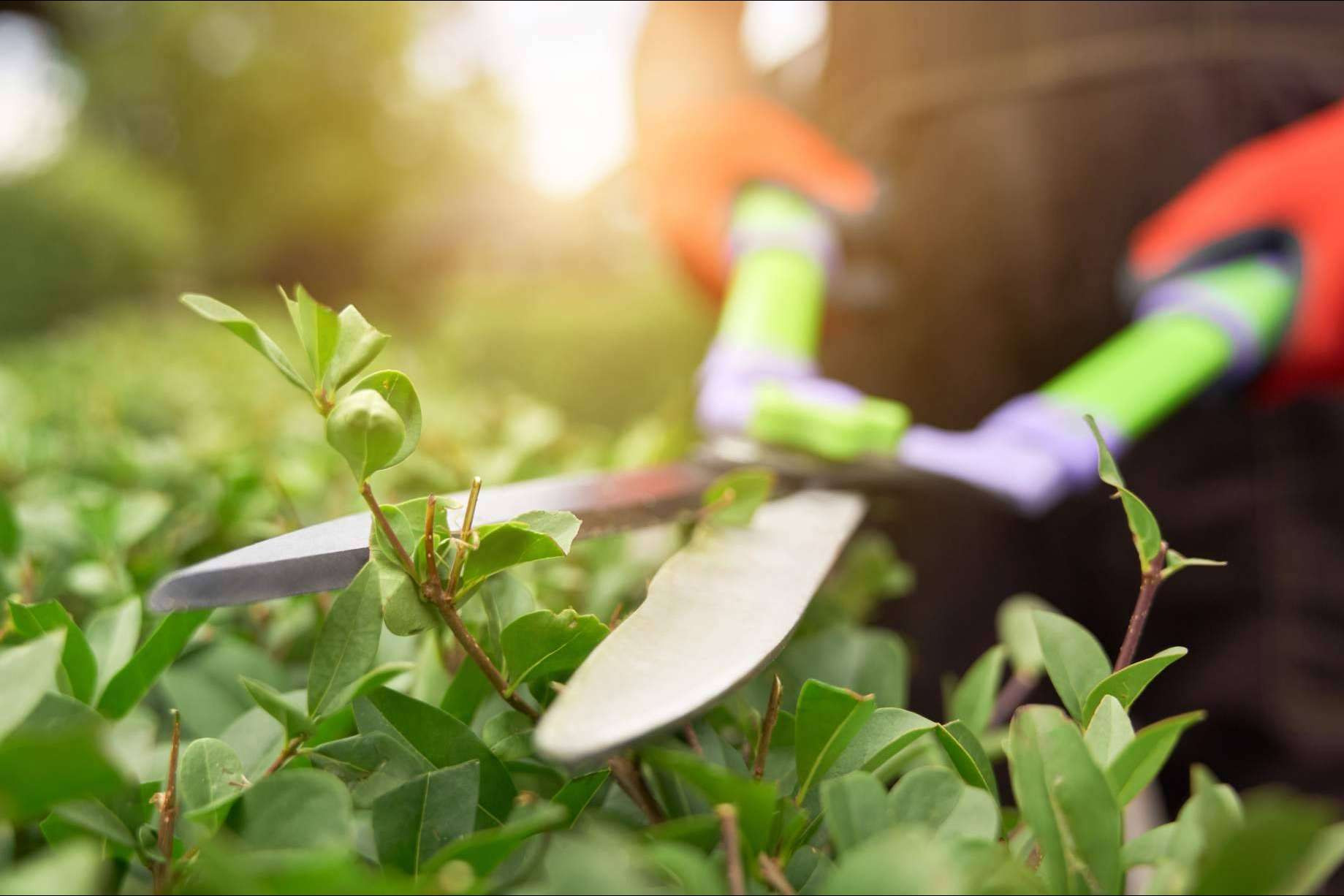  Modrego Hogar, amplio catálogo de herramientas de jardín para eliminar las malas hierbas 