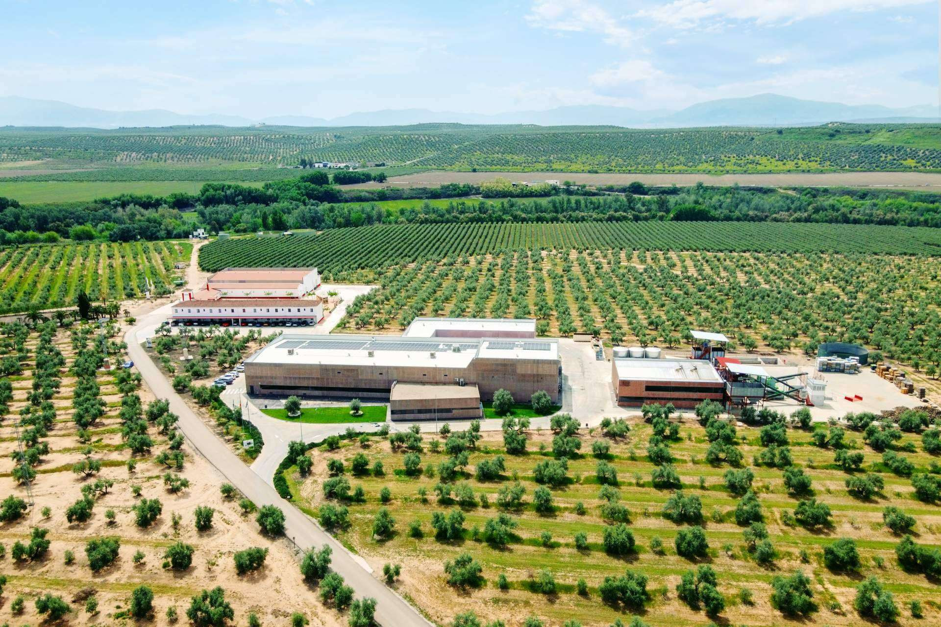  Los AOVE tempranos ya están aquí, la nueva temporada de los aceites de oliva de la mano de Aires de Jaén 