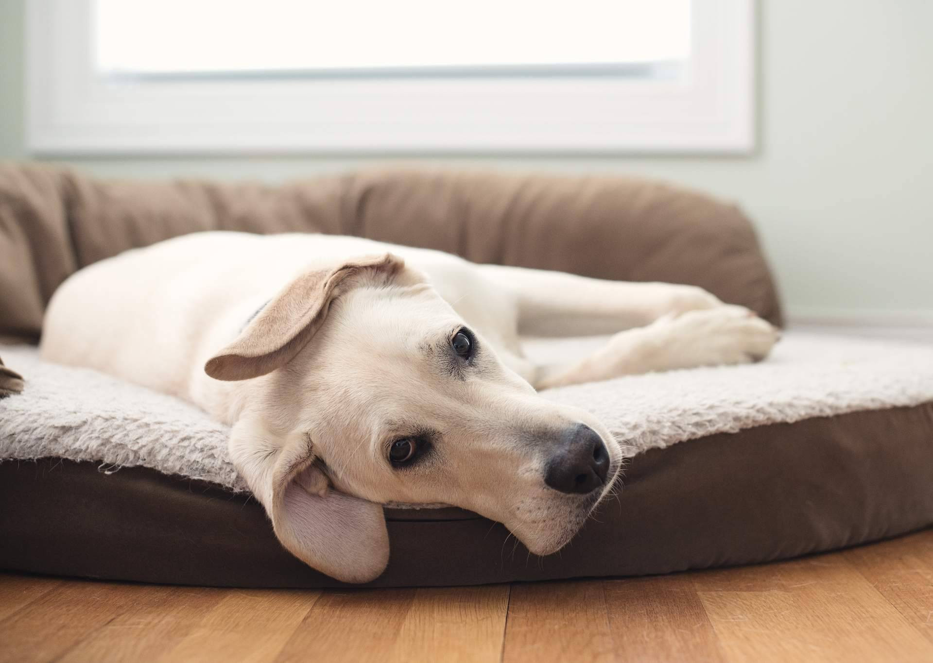  Beneficios de la cama viscoelástica para perros de ParaPerrosyGatos 