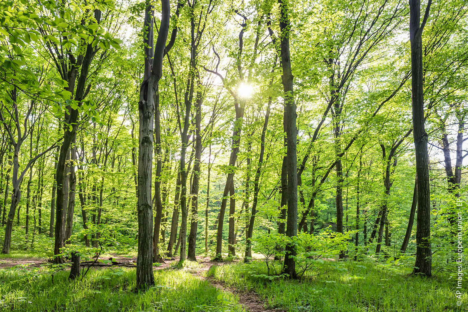 Cada año se pierden diez millones de hectáreas de bosques según la ONU