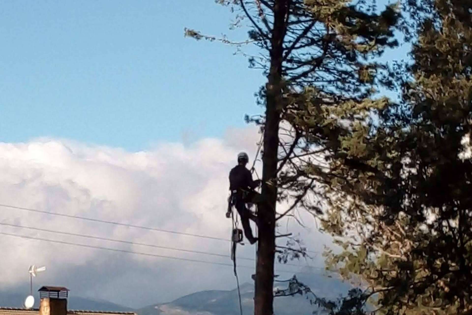 Servicio Completo De Poda Y Tala Talas De Rboles Ofrece Todo El