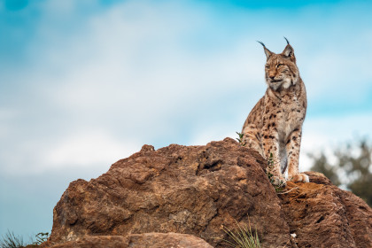 España es líder europeo en espacios protegidos, biodiversidad y recuperación de especies en peligro