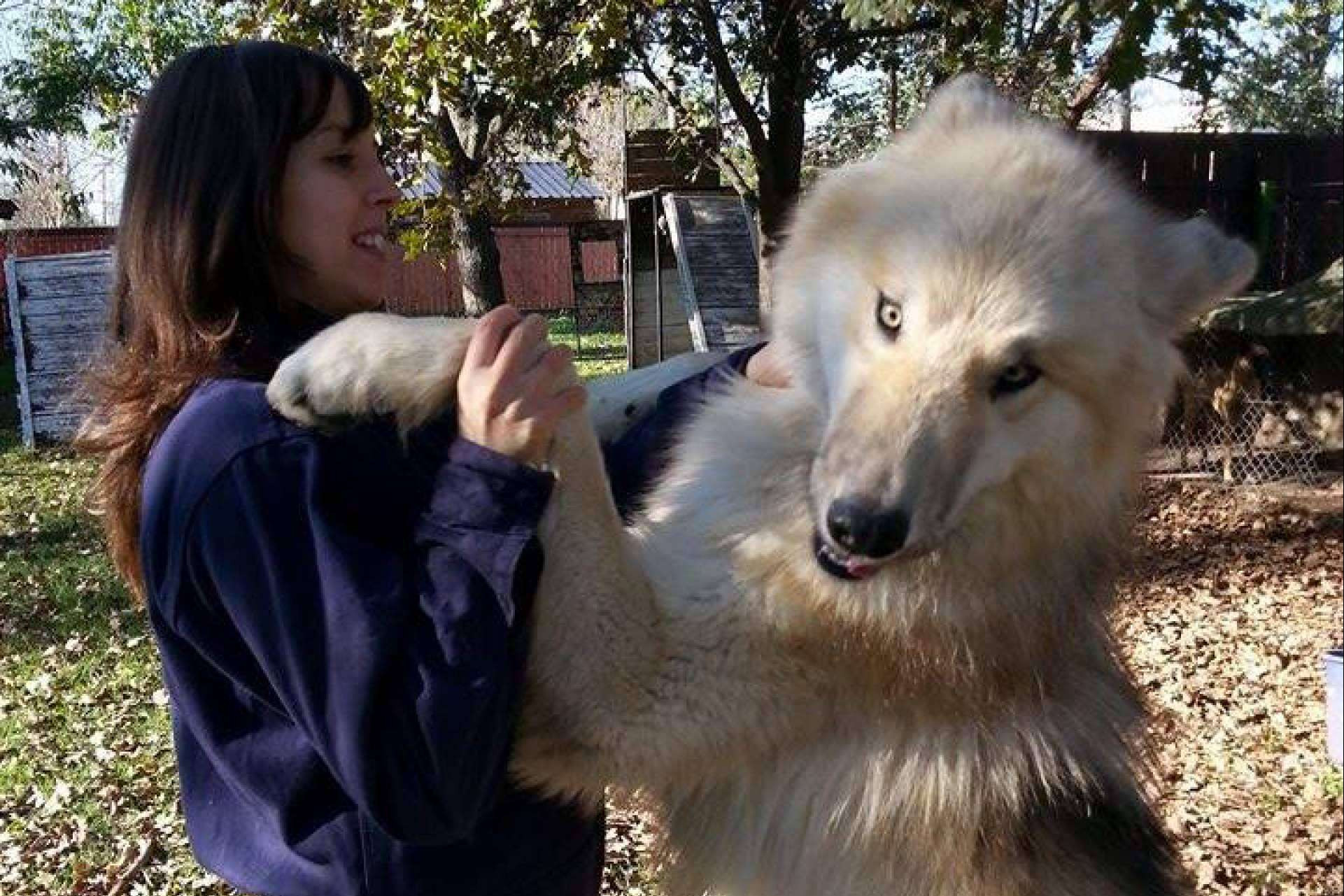 un lobo como perro