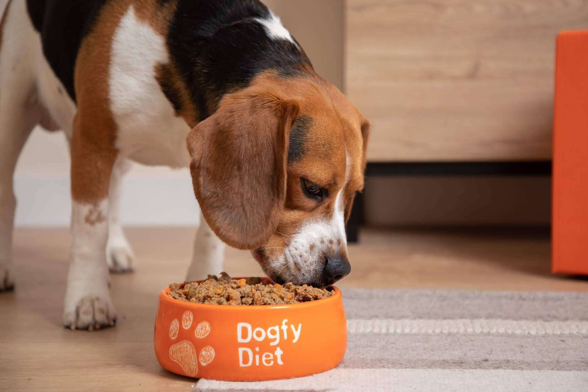 Dogfy Diet pone a disposición alimentación natural para perros elaborada por expertos 