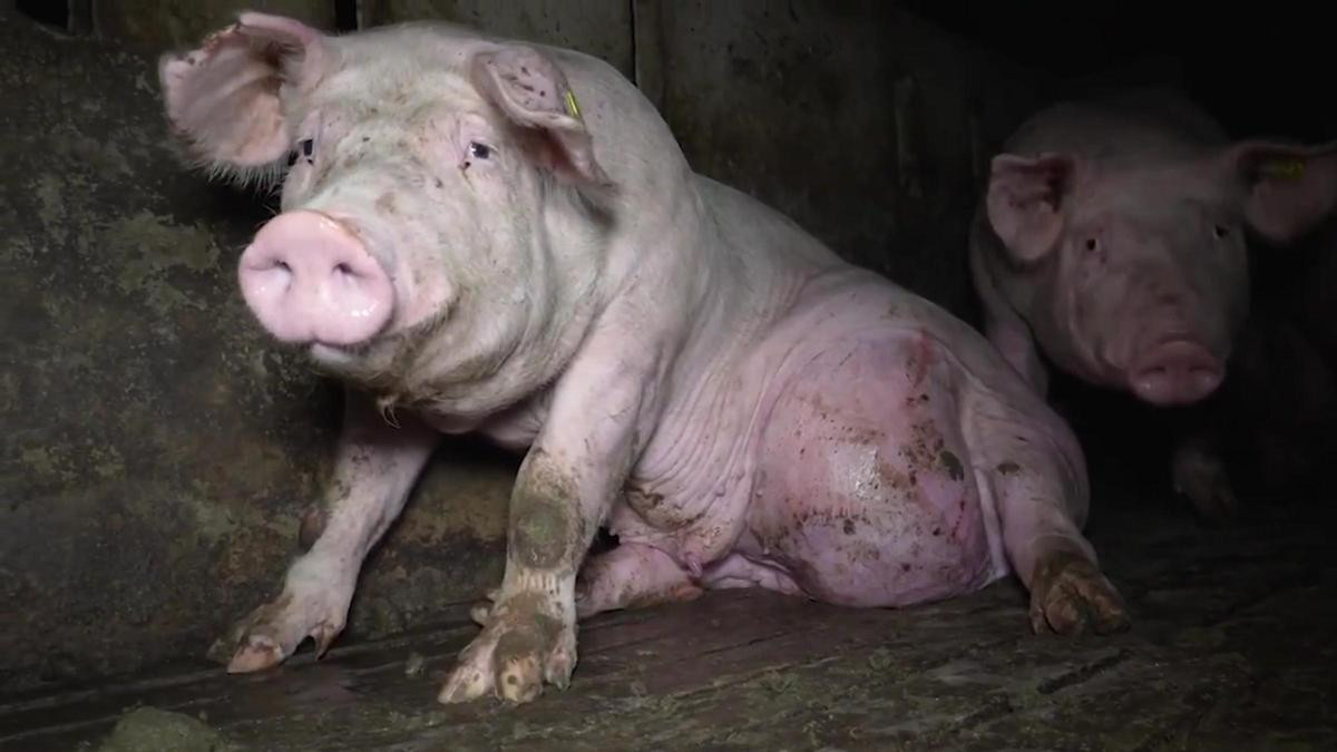  ​Nueva investigación que saca a la luz el horror de la industria porcina 