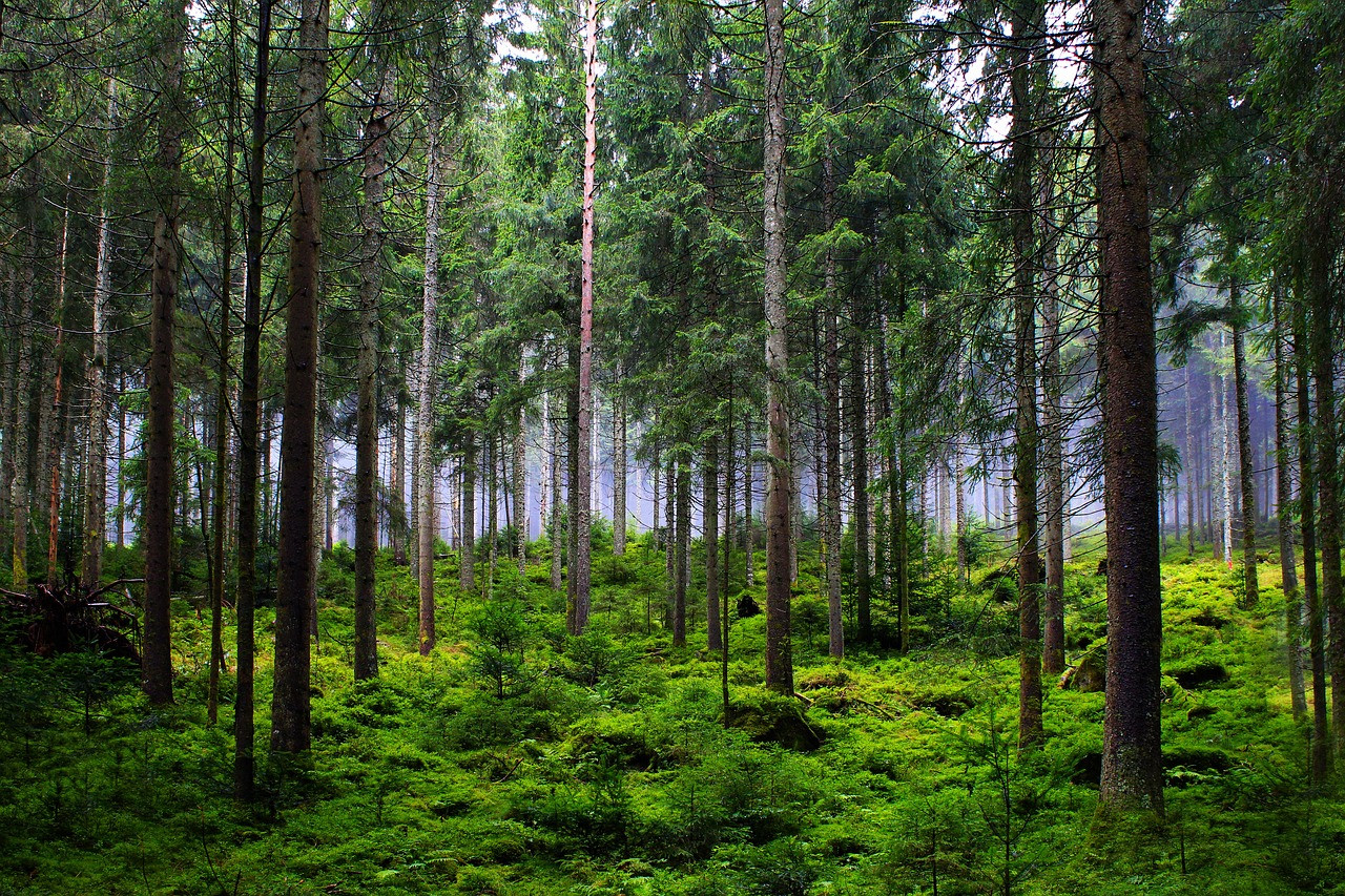  Nace la Red Estatal de Montes Públicos (REMP), una iniciativa clave para impulsar la bieconomía forestal en España 