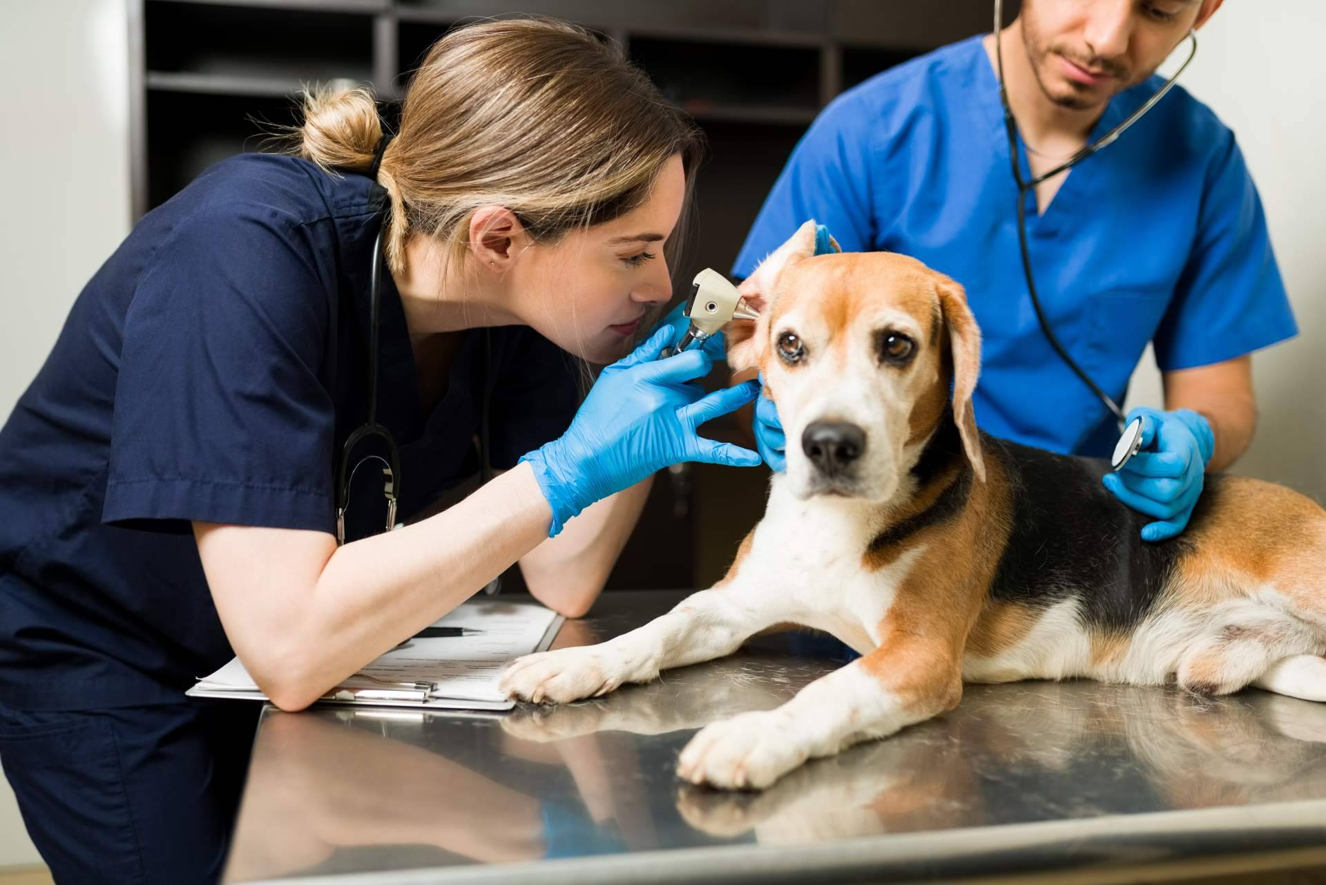  Vetformación incorpora nuevos hospitales para realizar prácticas de auxiliar veterinaria en el curso 2024-2025 