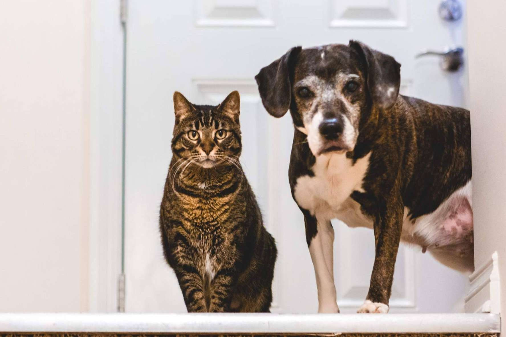 La plataforma web Mascotas Adopción facilita la adopción de perros y gatos 