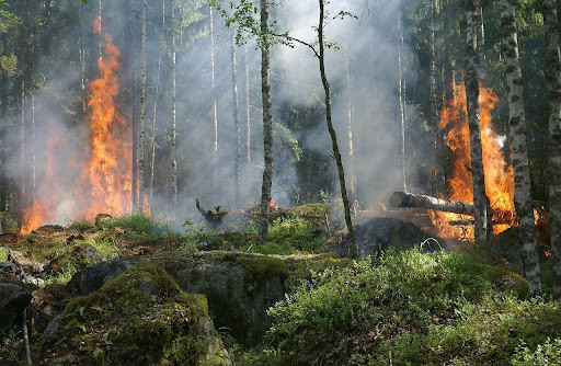  Una mejor gestión del aprovechamiento forestal podría reducir en un 30% los incendios este verano 