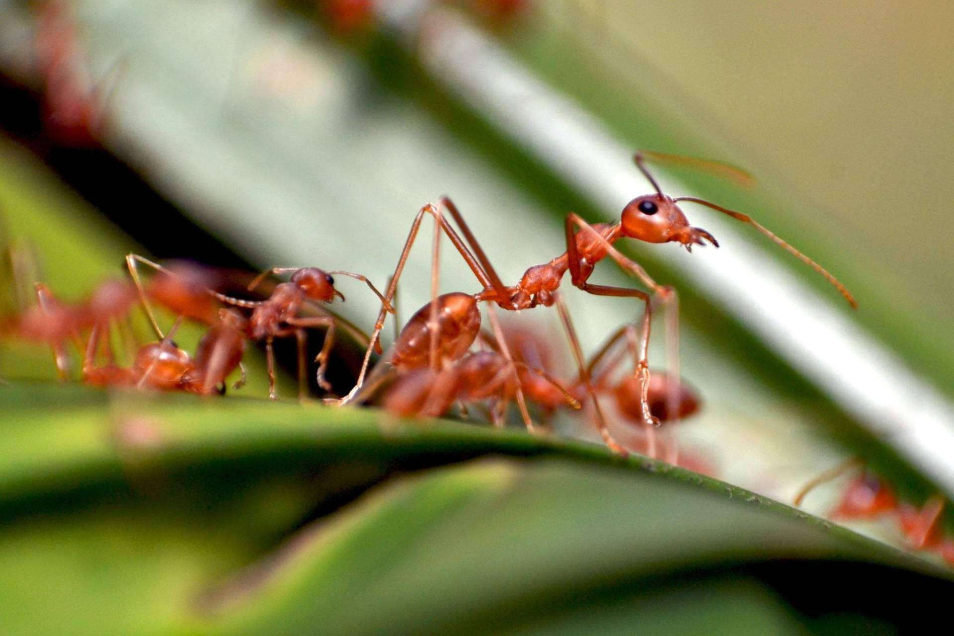  Soluciones reales para prevenir la invasión de hormigas en el hogar 