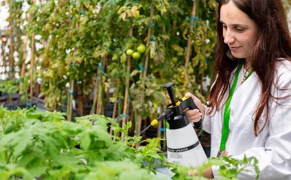  ​Descubren un nuevo compuesto para proteger a los tomates contra las bacterias y la sequía 