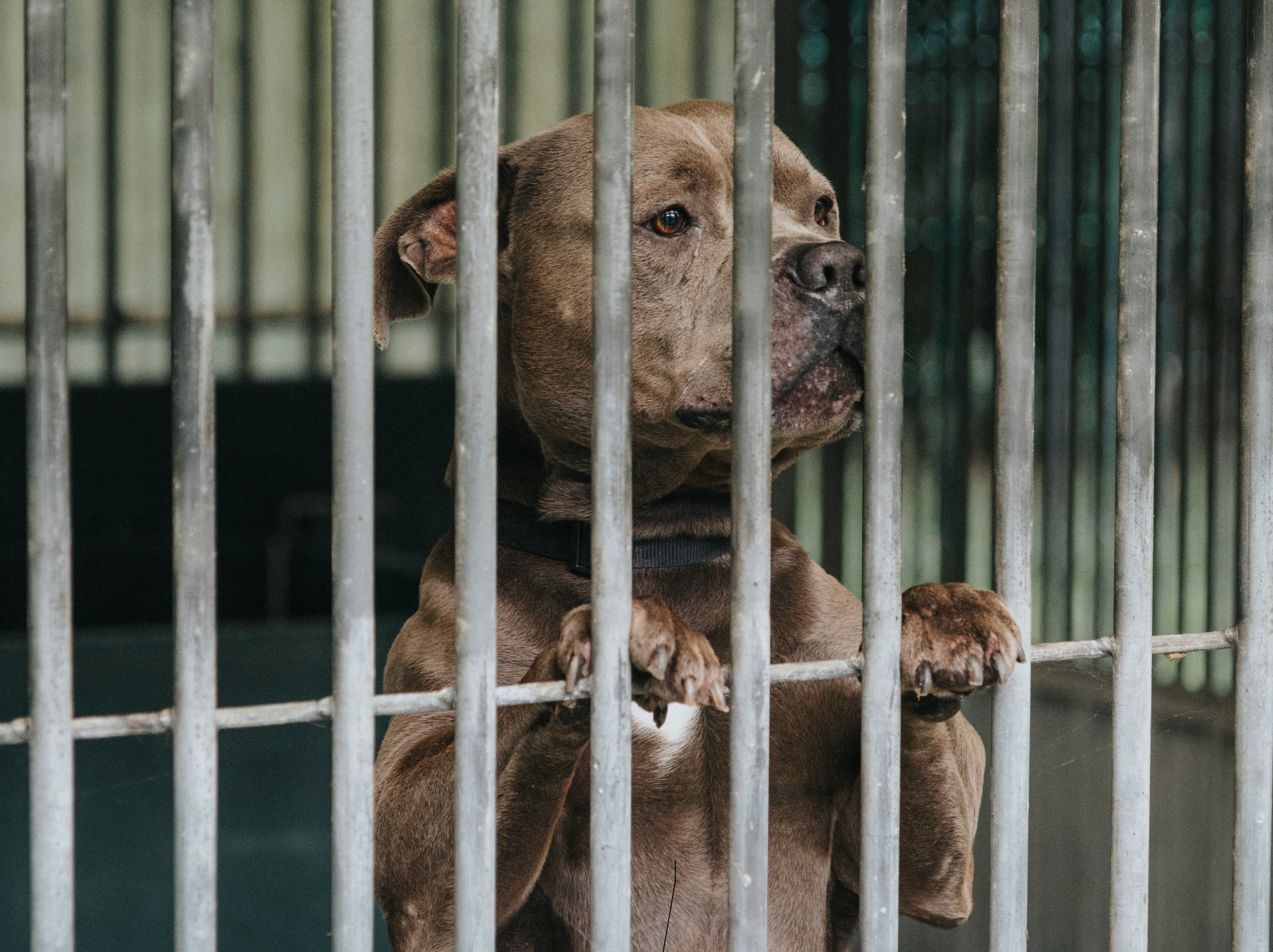  El abandono de perros y gatos en España: una crisis que se agudiza con la llegada del verano 