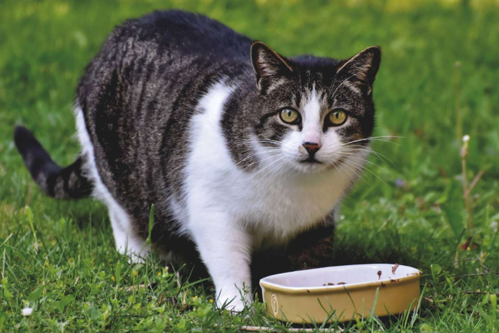  Revolución en la alimentación de mascotas, smoothies y bebidas energéticas para gatos y perros 