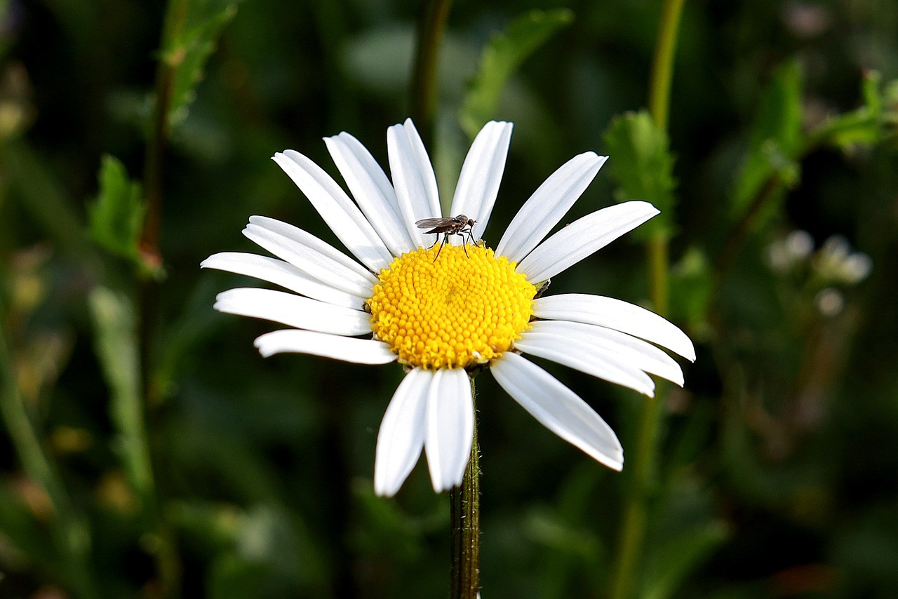  ​Curiosidades sobre los mosquitos: los pequeños tiranos del verano 