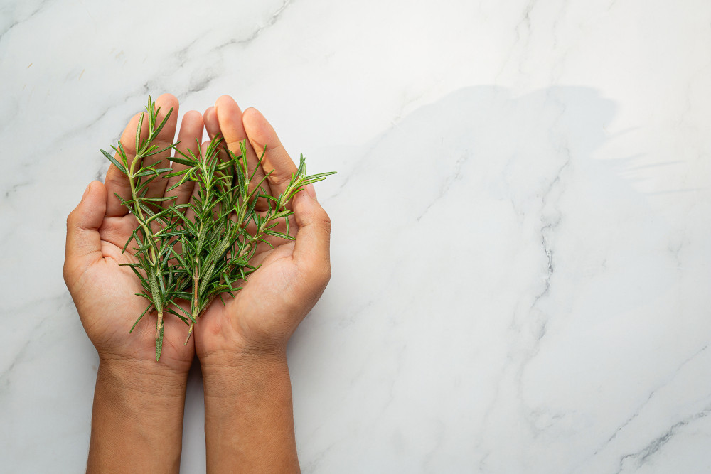 Hands holding rosemary fresh plant