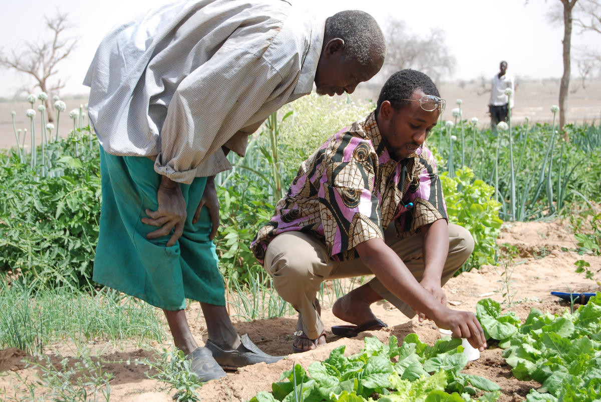 Niger Huerta y regeneración natural gestionada por agricultores