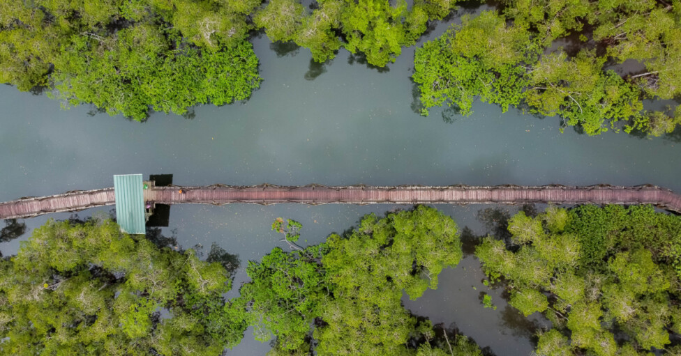 Sendero manglar William K Brahan Unesco