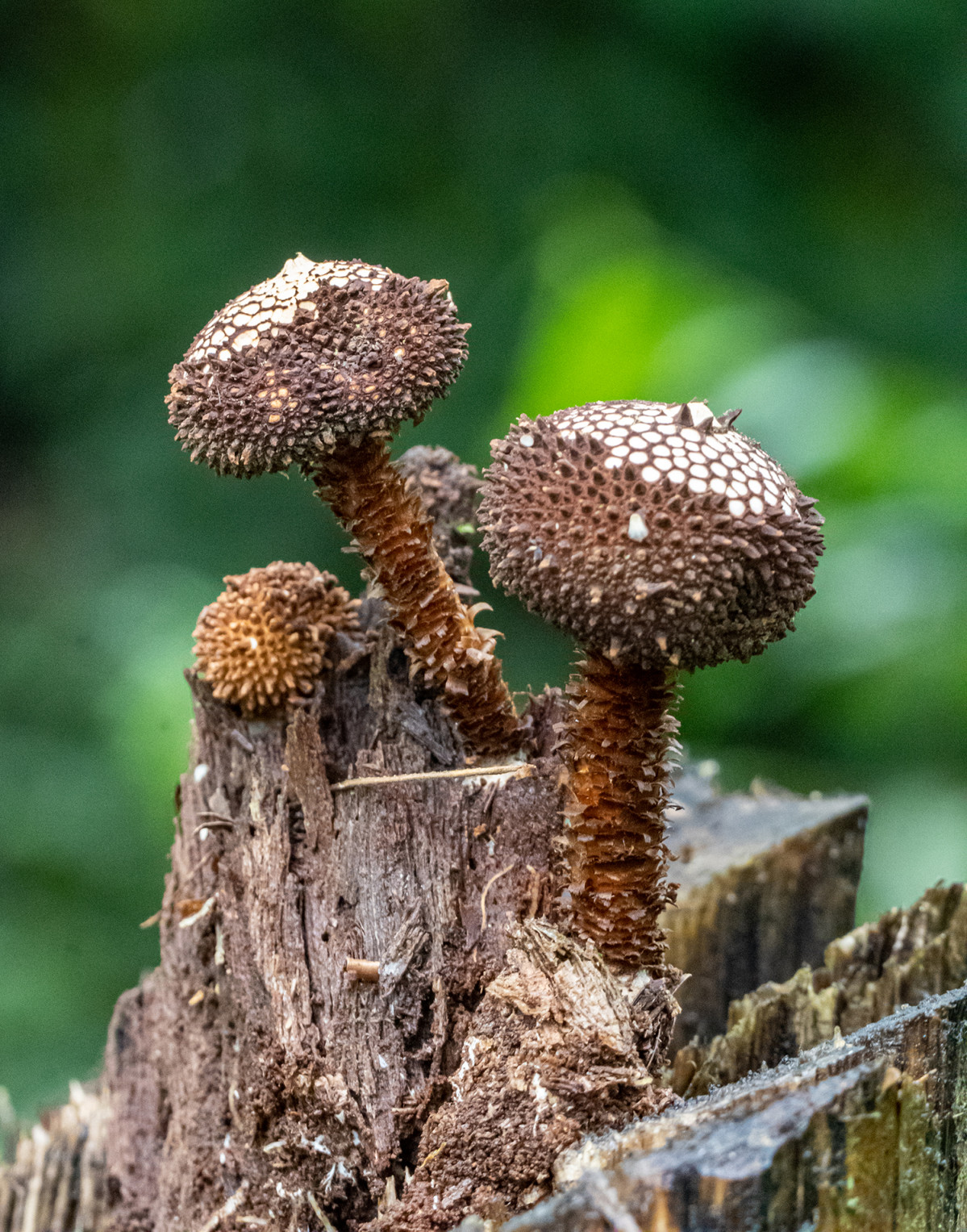 Tulostoma paratyense. Press