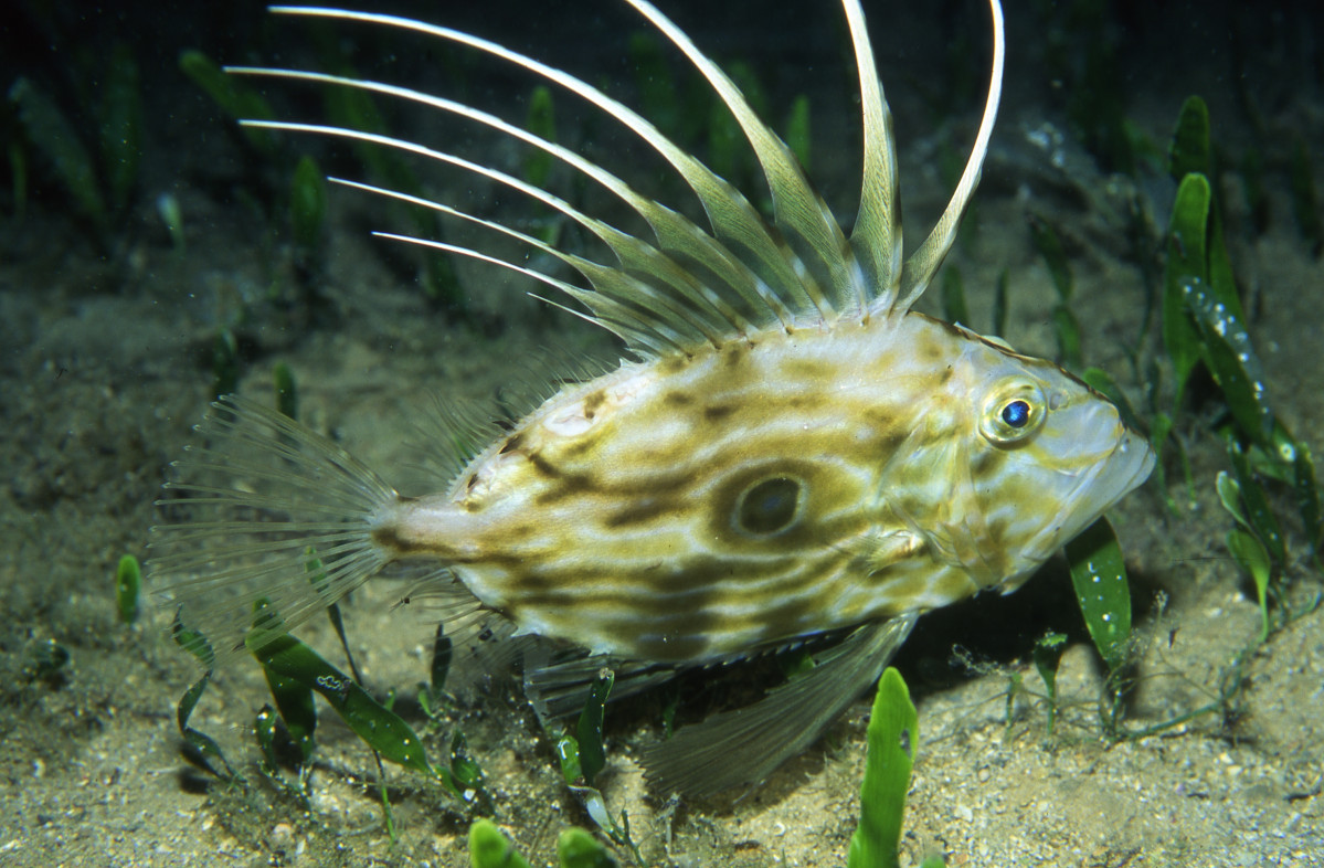 San Pedro Fish Peter Wirtz