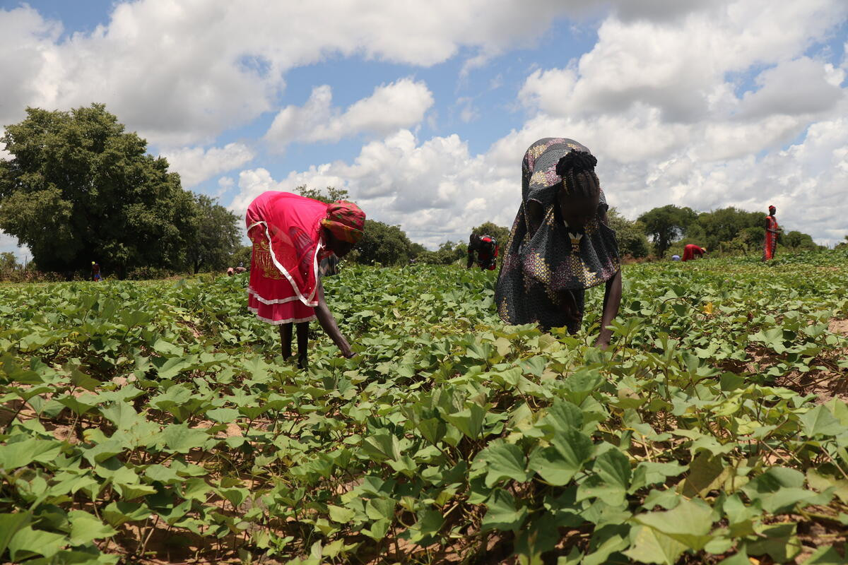 Cultivo de patatas en Sudán del Sur