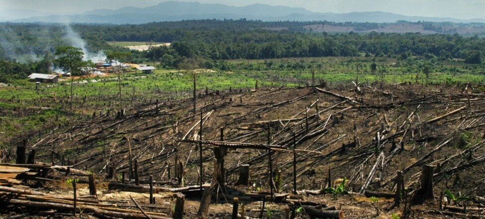 Deforestacion Sumatra Peter Prokosch Pnuma