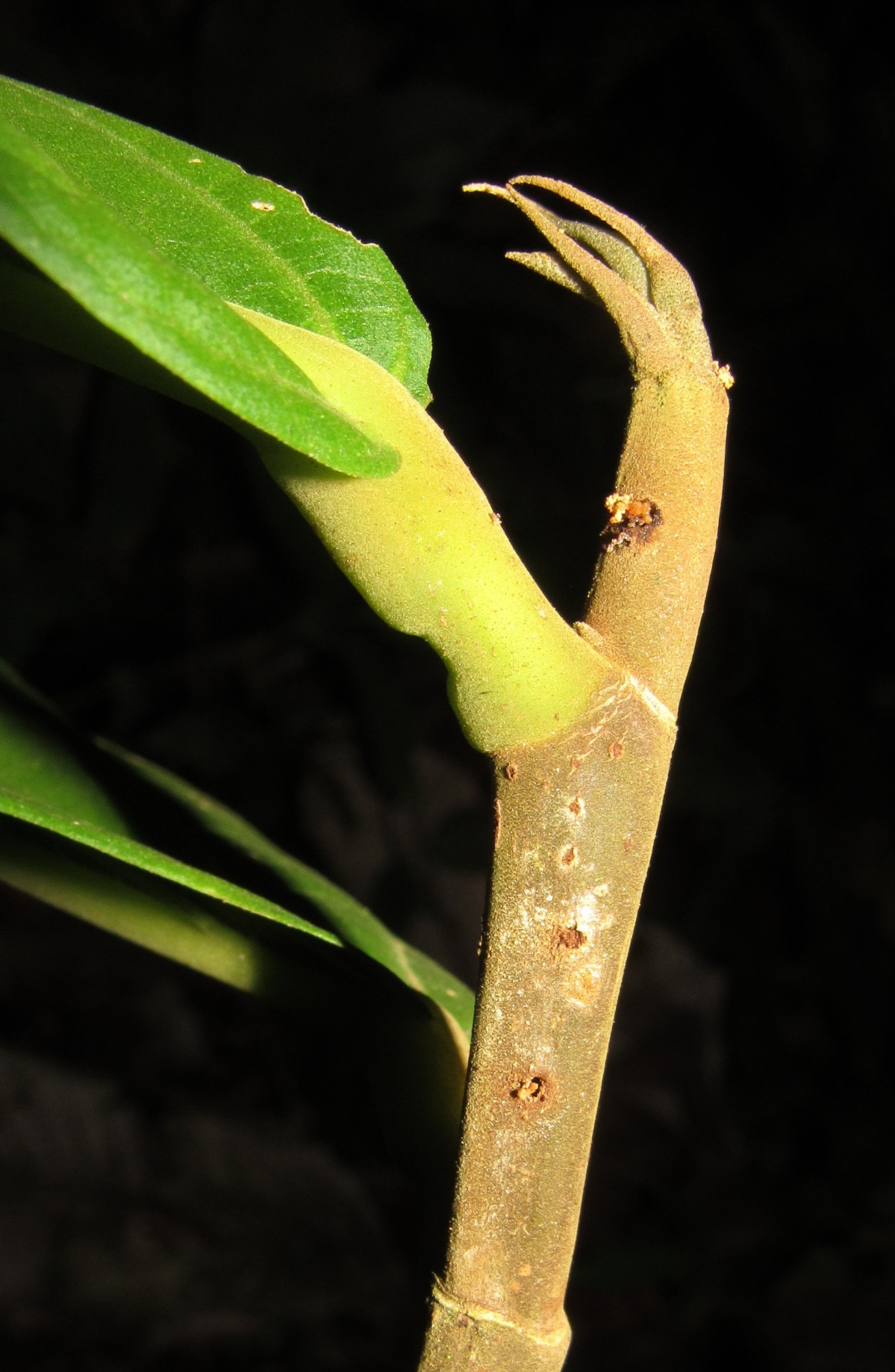 1  Quararibea centinelae  Brote joven. Fot. X. Cornejo