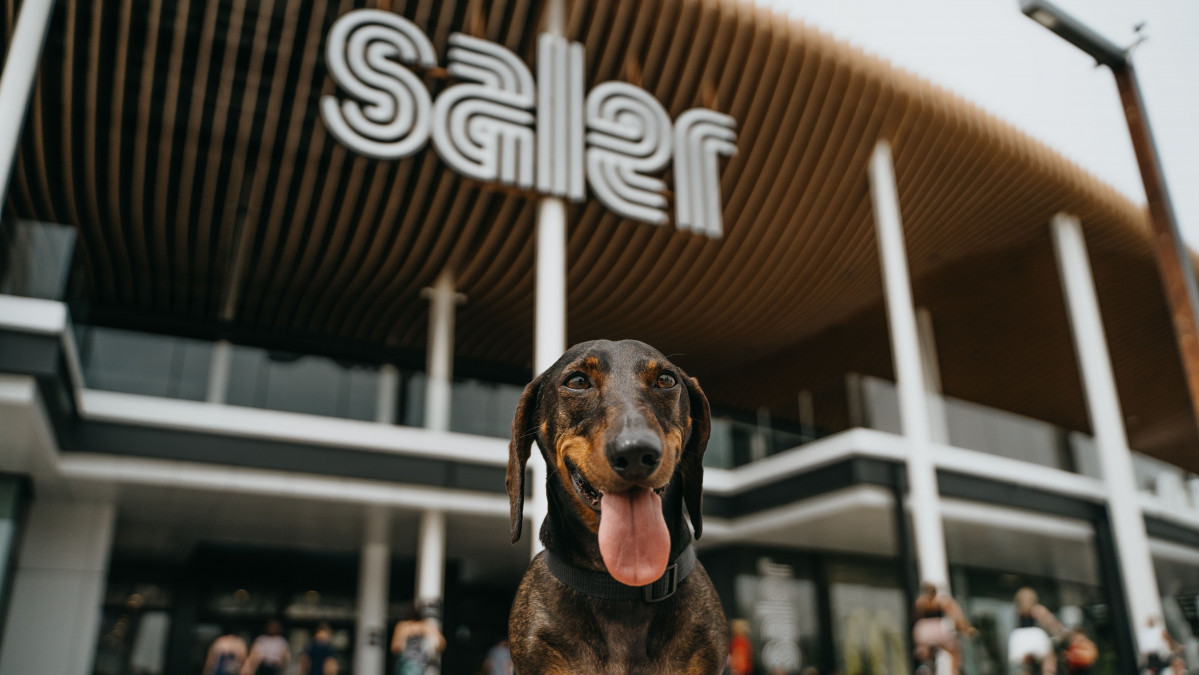 Perro en el Centro Comercial Saler