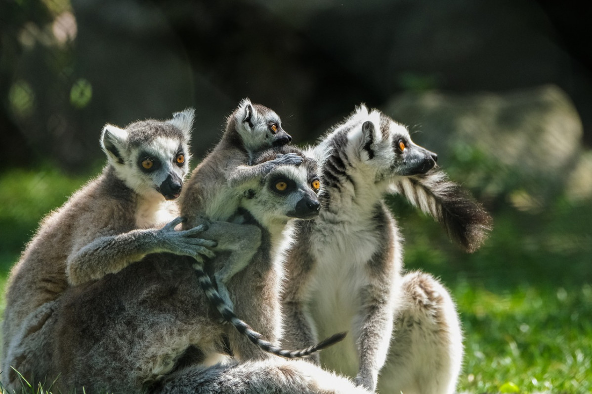 Ring tailed lemur 6954076 1280