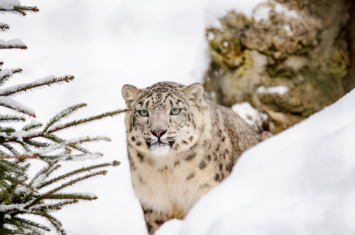 Snow leopard 1985510 1280