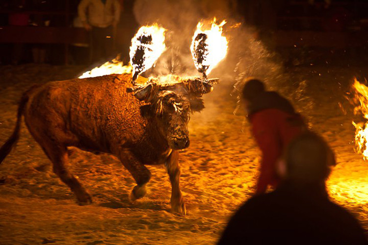 Toros embolados