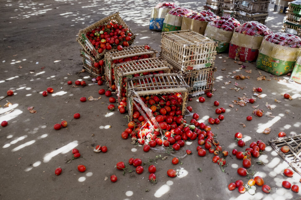 Tomates desperdicio FAO