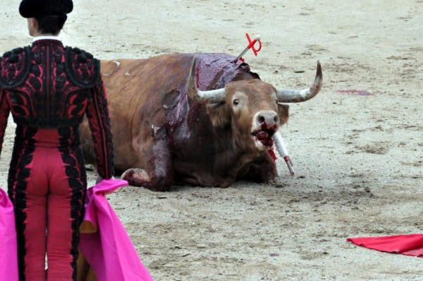 El toro de lidia y la adaptacion al dolor 23876 2 600