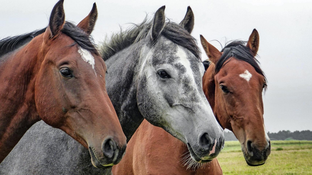 Curiosidades animales como hacer 490711329 152100912 1706x960