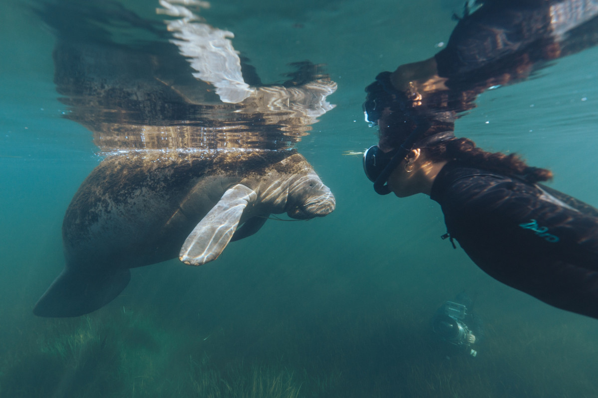 Documental Blue Carbon