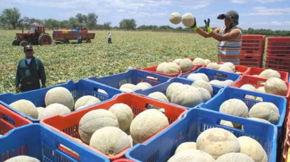 Honduras melones