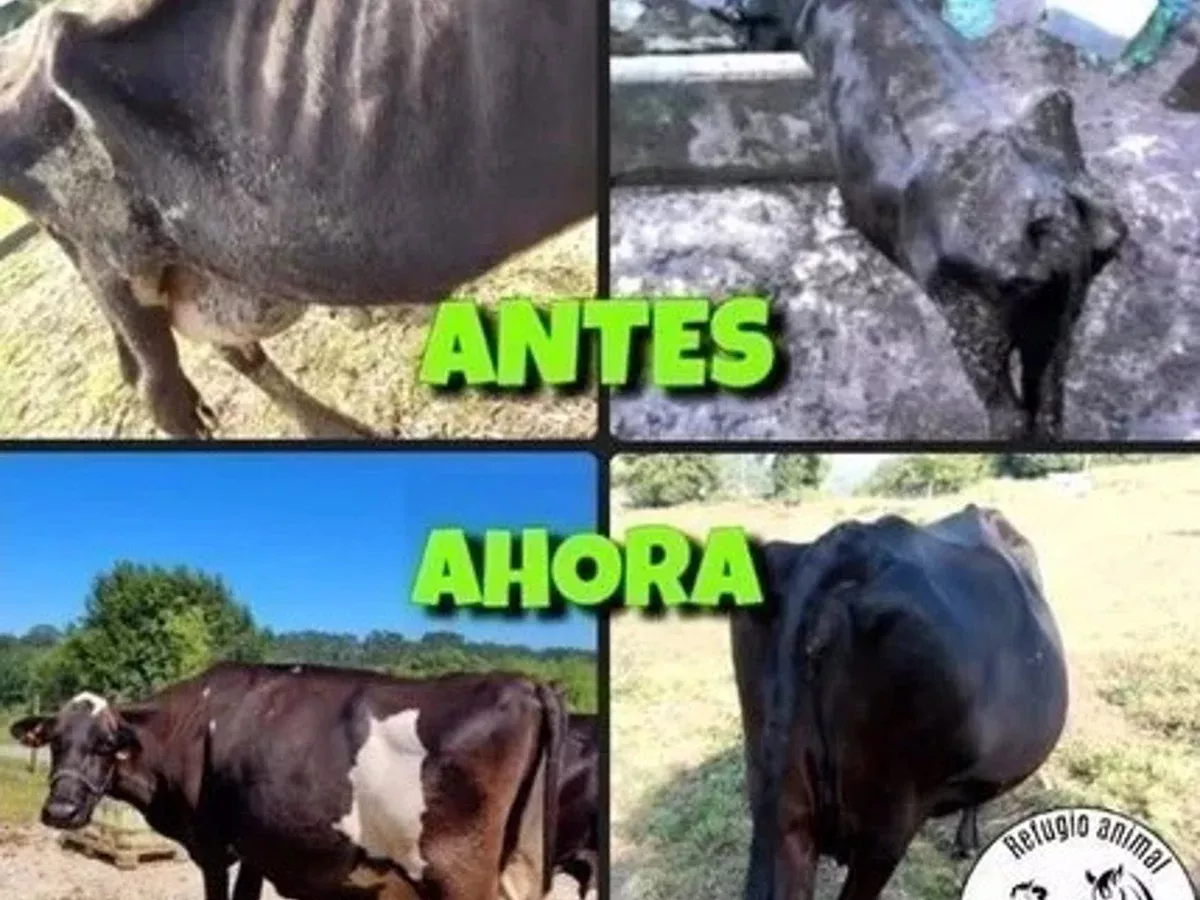 Manada cantabra tratara evitar devolucion cinco vacas maltratadas dueno 103