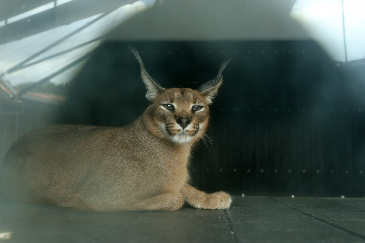 Caracal rescatado por AAP en España 2024