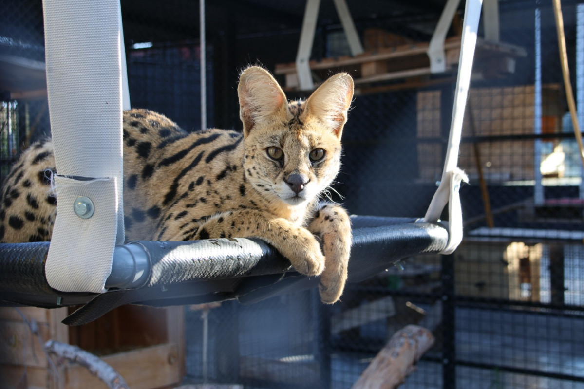 Serval rescatado por AAP en España 2022