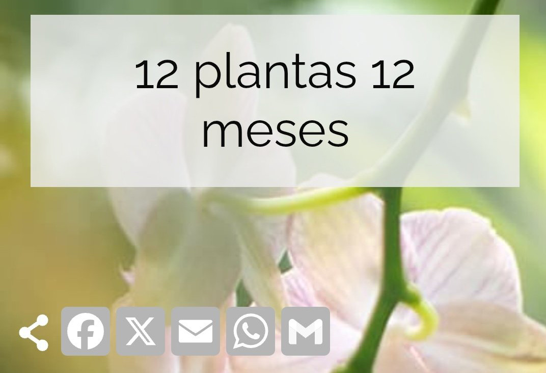 12 plantas 12 meses RJB