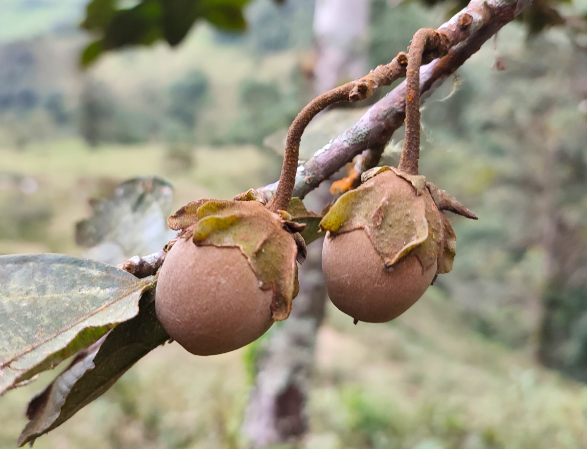 Frutos Matisia boyacensis