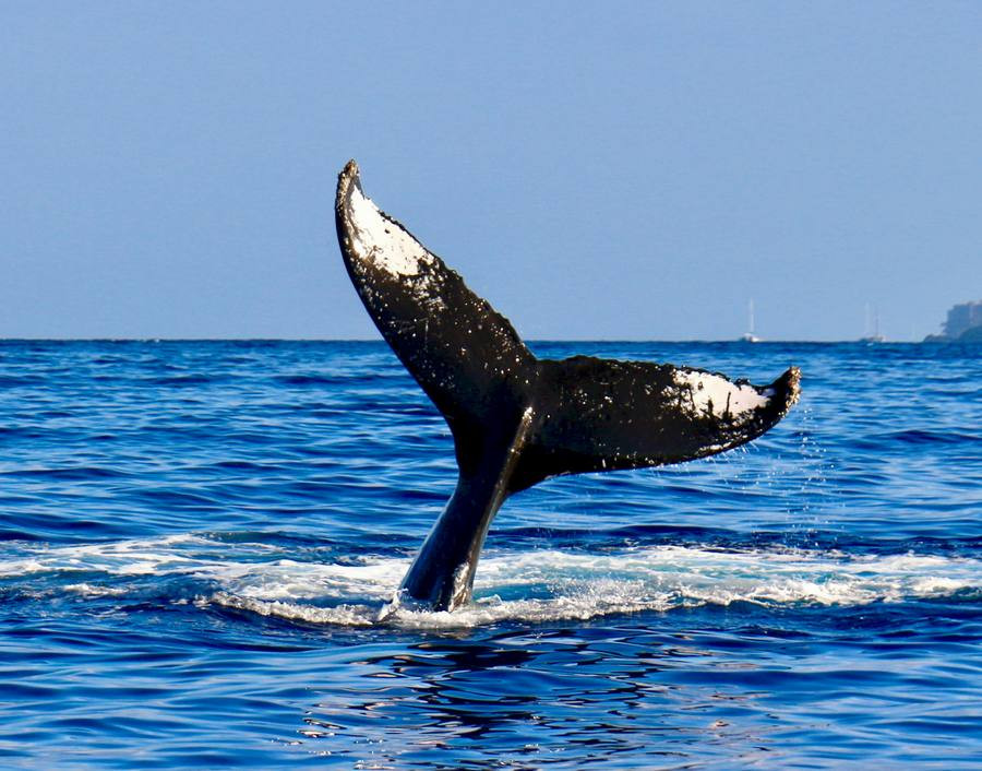 Ballena jorobada se trague a una personaii