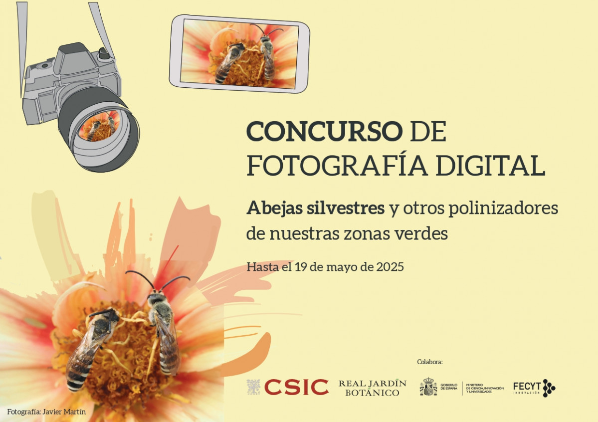 Imagen Concurso Fotos Abejas